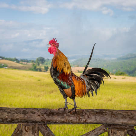 Rooster's crowing on the wooden poleの写真素材