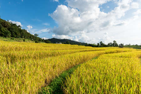 Terraced rice fields in northern Thailand ,Pa pong peang, Chiang Maiの写真素材