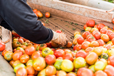 Human hands holding fresh ripe tomatoes.の写真素材