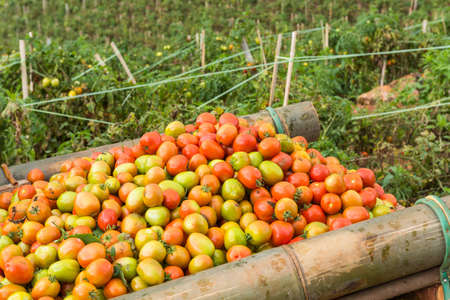 Group of tomatoesの写真素材
