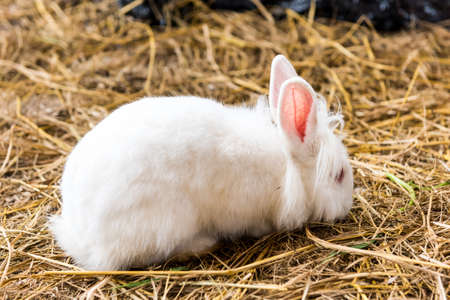 Rabbit on a hay stack.の写真素材