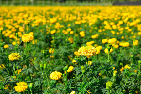 Marigold in the garden Thailand