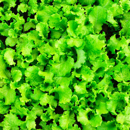 green lettuce vegetableの写真素材
