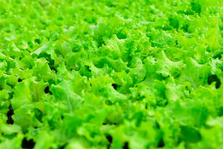 green lettuce vegetableの写真素材