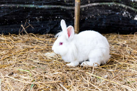 Rabbit on a hay stack.の写真素材