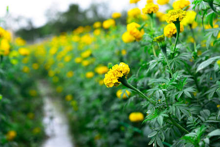 Marigold in the garden Thailandの写真素材