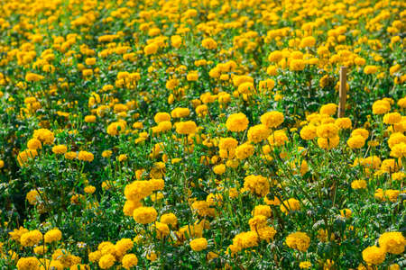 Marigold in the garden Thailandの写真素材
