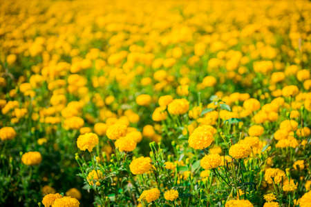 Marigold in the garden Thailandの写真素材