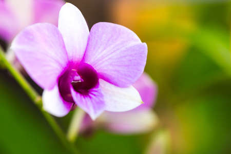 Beautiful purple orchidの写真素材