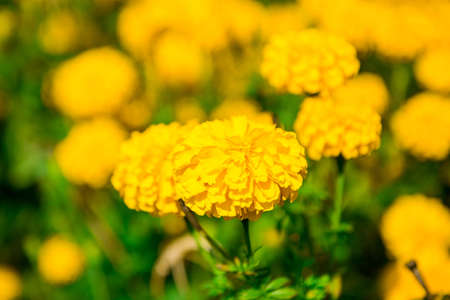 Marigold in the garden Thailandの写真素材