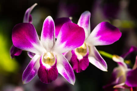 Beautiful purple orchidの写真素材