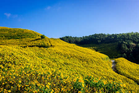Mexican sunflower weed valley in Maehongson Province, Thailand.の写真素材
