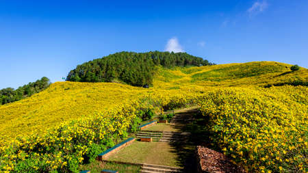Mexican sunflower weed valley in Maehongson Province, Thailand.の写真素材