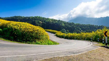 Mexican sunflower weed valley in Maehongson Province, Thailand.の写真素材