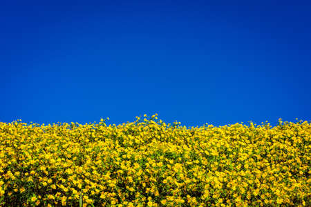 Mexican sunflower weed valley in Maehongson Province, Thailand.の写真素材