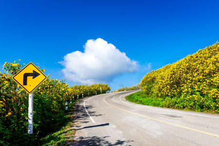 Mexican sunflower weed valley in Maehongson Province, Thailand.の写真素材