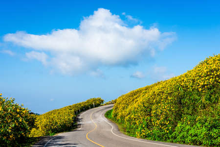 Mexican sunflower weed valley in Maehongson Province, Thailand.の写真素材