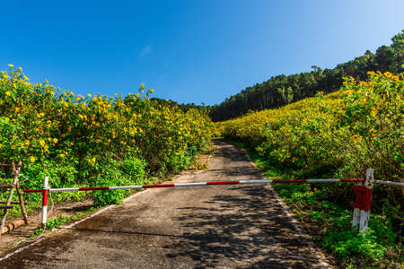 Mexican sunflower weed valley in Maehongson Province, Thailand.の写真素材