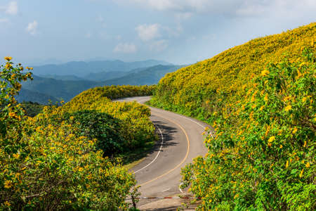 Mexican sunflower weed valley in Maehongson Province, Thailand.の写真素材
