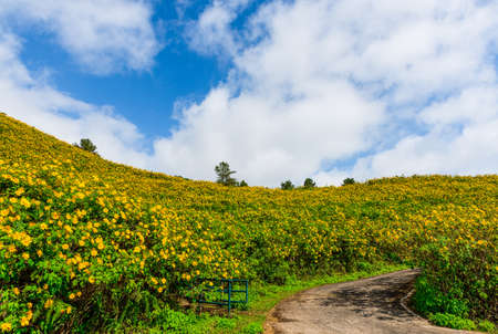 Mexican sunflower weed valley in Maehongson Province, Thailand.の写真素材