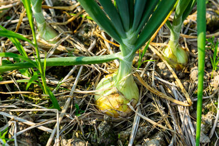 Green onions growing in the garden