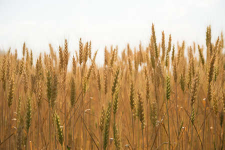 Barley Fields