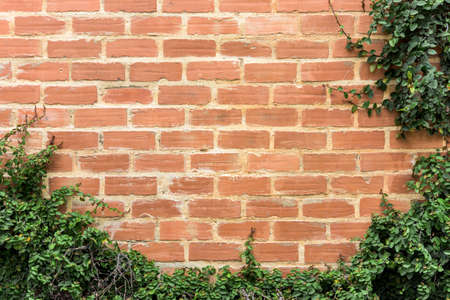 wall background with foliageの写真素材