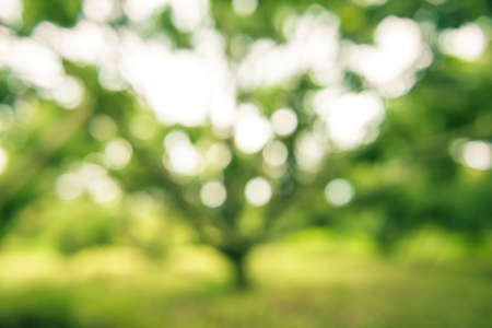 Abstract bokeh and blurred colorful nature backgroundの写真素材