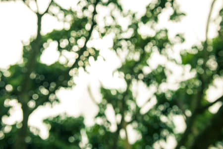 Abstract bokeh and blurred colorful nature background