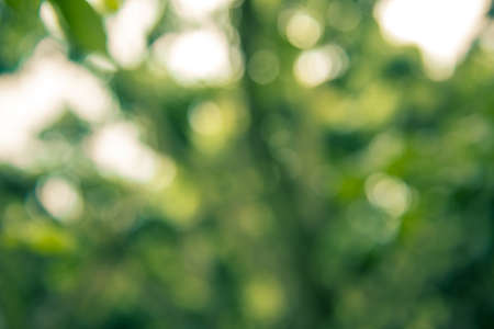 Abstract bokeh and blurred colorful nature backgroundの写真素材