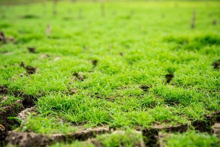 green grass on the cracked mudの写真素材