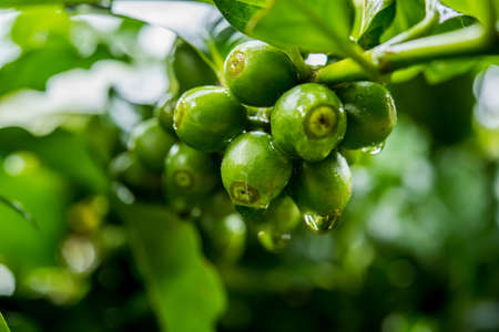 dew and green coffee beans on the treeの写真素材