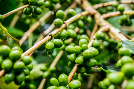 dew and green coffee beans on the treeの写真素材