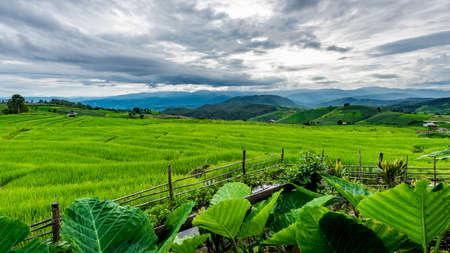 Terraced Paddy Field in Mae-Jam Village , Chaingmai Province , Thailandの写真素材