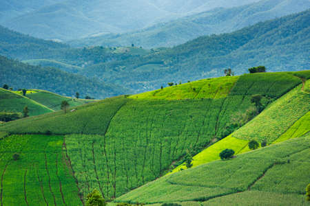 Terraced Paddy Field in Mae-Jam Village , Chaingmai Province , Thailandの写真素材