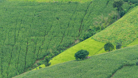 tree on moutain backgroundの写真素材