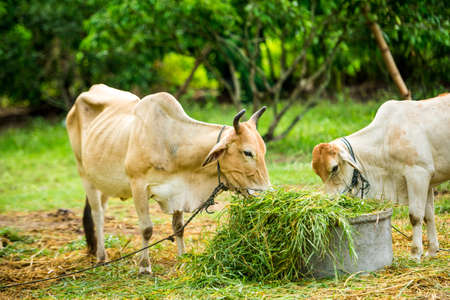 cow eating in the green gardenの写真素材