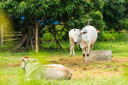 cow in the green gardenの写真素材