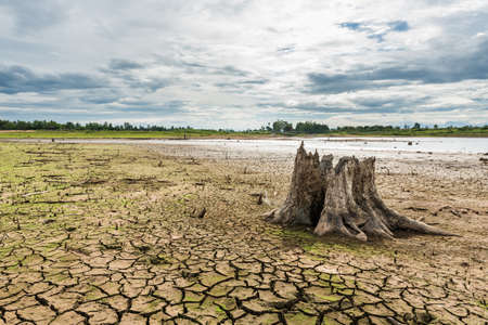 Stump with cracked mud in the bottom of a river showing droughtの写真素材