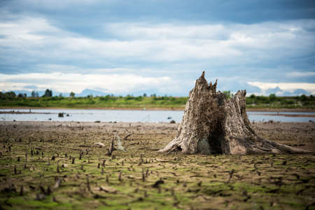 Stump with cracked mud in the bottom of a river showing droughtの写真素材