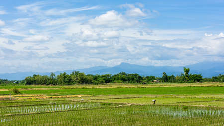 Rice field and blue sky with cloudの写真素材
