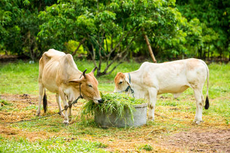 cow eating in the green gardenの写真素材
