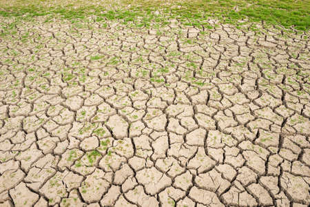 green grass on the cracked mudの写真素材