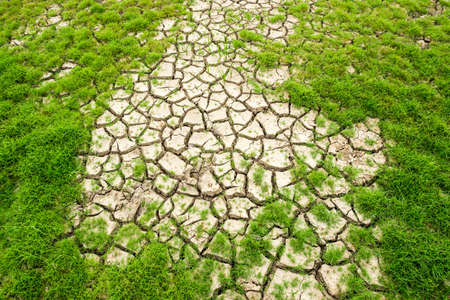 green grass on the cracked mudの写真素材