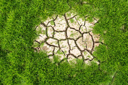 green grass on the cracked mudの写真素材