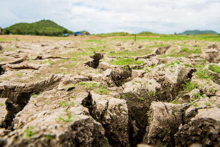 green grass on the cracked mudの写真素材
