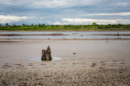Stump with cracked mud in the bottom of a river showing droughtの写真素材