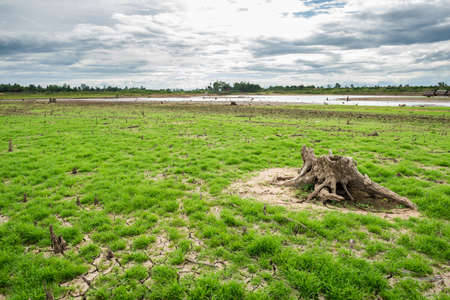 green grass on cracked mud in the bottom of a river showing droughtの写真素材