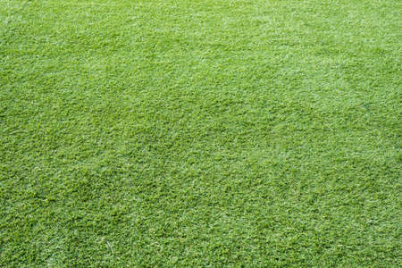 Green grass background textureの写真素材