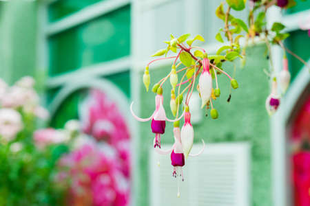 Wreaths pink in the gardenの写真素材